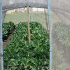 Spinach tunnels
